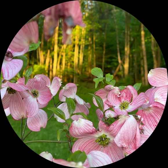 opalsunrise